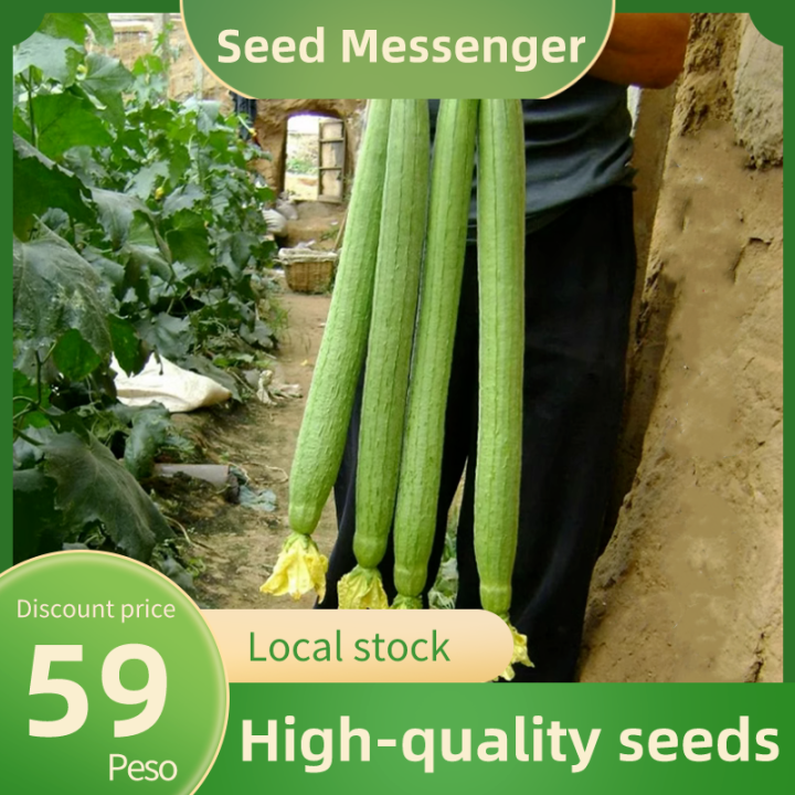 (Long Luffa Seeds 40 Seed)High Yield Long Variety Loofah Sponge Gourd Patola Vegetable Seeds for