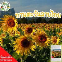 เมล็ดพันธุ์ ดอกทานตะวัน ลายไทย Sun flower Seeds ต้นสูง ดอกสวย 200 เมล็ด เมล็ดพันธุ์แท้ นำเข้าจากต่างประเทศ ปลูกดอกไม้ เมล็ดต้นอ่อนทานตะวัน ดี