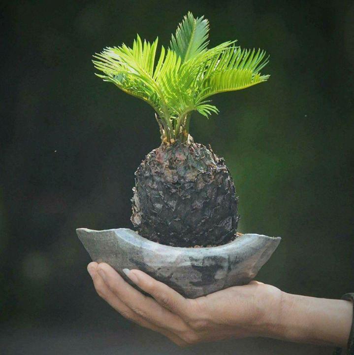 หัวหน่อ-ปรงญี่ปุ่น-cycas-siamensis-ขนาดจิ๋ว-50-60-เซนติเมตร-ขนาดใหญ่-หายาก-ส่วนใหญ่จึงนิยมปลูกปรงเป็นไม้ประดับ-รวมถึงนำใบไปใช้ตกแต่งในงานพิธีต่าง-ๆ-แต่ก็ไม่ใช่แค่นั้น-เพราะเมล็ดของปรงยังนำไปสกัดเพื่อใ