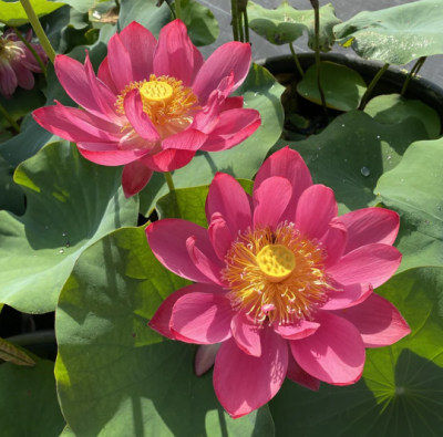 5 เมล็ด บัวนอก บัวนำเข้า บัวสายพันธุ์ Red City Series LOTUS สีแดง สวยงาม ปลูกในสภาพอากาศประเทศไทยได้ ขยายพันธุ์ง่าย เมล็ดสด