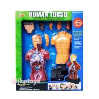 Todds &amp; Kids Toys ชุดวิทยาศาสตร์ หุ่นร่างกาย Human Body Model