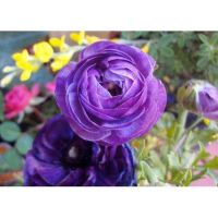 50 เมล็ดพันธุ์ เมล็ด เมล็ดพันธุ์ buttercup ดอกบัตเตอร์คัพ (Ranunculus) Seeds อัตราการงอก 80-85%