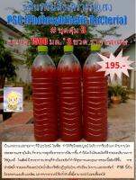 จุลินทรีย์สังเคราะห์แสง ชุดคุ้ม 3 (1.5 ลิตร *3ขวด) PSB Phytosybthetic Bacteria หัวเชื้อสด แข็งแรง นำไปต่อได้เลย ใช้ในพืช ในสัตว์ การบำบัดของเสีย ปราศจากสารเคมี เป็นมิตรต่อสิ่งแวดล้อม