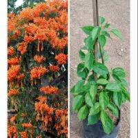 ขายดีอันดับ1 ต้นพวงแสดเลื้อย Flame Vine, Venusta Creeper #ไม้เลื้อย ทำซุ้ม ทำรั้ว #ดักจับฝุ่น ออกดอกทั้งปี คุ้มสุดสุด ต้นไม้ ฟอก อากาศ กระถาง ต้นไม้ ไม้ ประดับ ต้นไม้ ปลูก ใน บ้าน