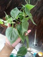 พลูบราซิล  ต้นพลูเรือนแก้ว  Philodendron brazil  กระถาง 3-4  นิ้ว  59  บาท  ส่งคละสีนะคะ มีสีเขียว สีด่าง สีทอง