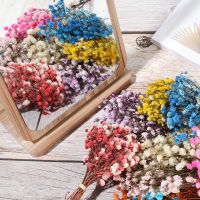【cw】 Small Dried Flowers Bouquet Bouquets Preserved Dry Press Wedding