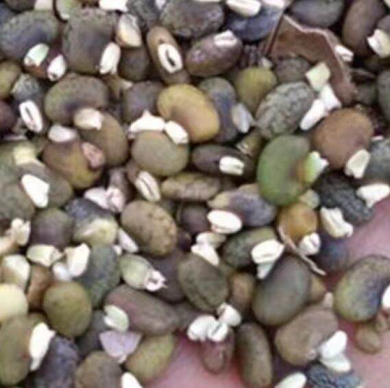 Easy to survive edamame seed shrub seed slope greening special Edamame