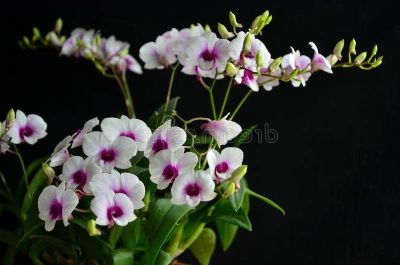 30 เมล็ดพันธุ์ เมล็ดกล้วยไม้ ฟาแลนนอปซิส (Phalaenopsis Orchids) Orchid flower seed อัตราการงอก 80-85%.