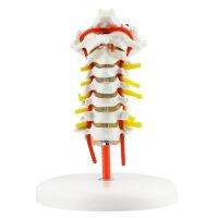 Human Anatomical Model Cervical Vertebra Model Cervical Spine with Neck Artery Occipital Bone Disc and Nerve Model Screw Nut Drivers