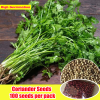 รับประกันสายพันธุ์แท้ 100 % ปลูกง่าย Fresh Coriander Seeds for Sale (100PCS) Bonsai Vegetable Plant Seed เมล็ดผักต่างๆ เมล็ดพันธุ์ผัก พันธุ์ผัก ต้นไม้ฟอกอากาศ กรีนโอ๊ค สลัดมิกซ์ การันตีอัตรางอก ออกผลทั้งปี โตไว เมล็ดดอกไม้ เมล็ดบอนสี บอนสี Gardening Plant