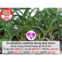 ขายดีอันดับ1 ต้นกล้วยไม้นิ้ว สกุลหวาย สีชมพู พันธุ์ แอนนา (Dendrobium Anna Orchid Plant) สูง 15-20 ซม.เลี้ยง 10-12 เดือน จึงอก คุ้มสุดสุด ต้นไม้ ฟอก อากาศ กระถาง ต้นไม้ ไม้ ประดับ ต้นไม้ ปลูก ใน บ้าน