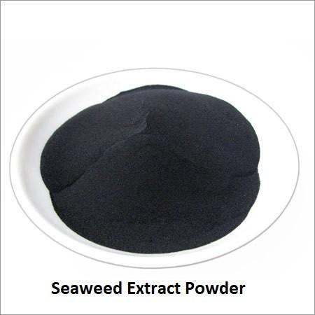 woww-สุดคุ้ม-สาหร่ายทะเลสกัดผง-จีน-seaweed-extract-powder-บรรจุ-1กิโลกรัม-ราคาโปร-พรรณ-ไม้-น้ำ-พรรณ-ไม้-ทุก-ชนิด-พรรณ-ไม้-น้ำ-สวยงาม-พรรณ-ไม้-มงคล