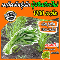 (แถมเมล็ดผักสลัด) เมล็ดพันธุ์ผักบุ้งจีน เรียวไผ่ 1200 เมล็ด อัตราการงอก 85% ผักบุ้งจีน ผักบุ้ง เมล็ดผัก ผักสวนครัว เมล็ดพืช พืช พันธุ์พืช