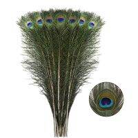 Wholesale 10Pcs/Lot Peacock Feathers for Wedding Decorationn Decoration and Floral Arrangement