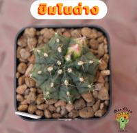 Beepees022 ยิมโนด่าง ไม้เมล็ด Gymnocalycium แคคตัส กระบองเพชร cactus&amp;succulent