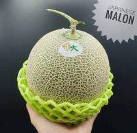 แตงเมล่อนพันธุ์ญี่ปุ่น เนื้อเขียว เนื้อส้ม Japanese Melon メロン (1ลูก) (THAI) 1.5KG UP ~ลดพิเศษ~ Cantaloupe แคนตาลูปญี่ปุ่น แตงญี่ปุ่น แตงเมล่อนญี่ปุ่น