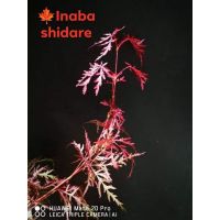 ( โปรสุดคุ้ม... ) เมเปิ้ลสายพันธ์ INABA SHIDARE MAPLE JAPANESE. ราคาถูกสุด พรรณ ไม้ น้ำ พรรณ ไม้ ทุก ชนิด พรรณ ไม้ น้ำ สวยงาม พรรณ ไม้ มงคล