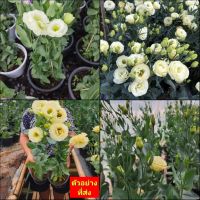 (1ต้น) ต้น กุหลาบไลเซนทัส Lisianthus กุหลาบเวียดนาม กุหลาบไร้หนาม กุหลาบ ไลเซนทัส ต้นไลเซนทัส / ทษณน