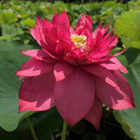 5 เมล็ดพันธุ์ บัว สายพันธุ์ Splendors Red Lotus สีชมพู นำเข้าจาก อเมริกา เพาะปลูกและเก็บเมล็ดในไทย ขยายพันธุ์ในไทยได้