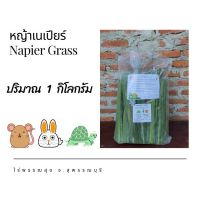 ❗️❗️ SALE ❗️❗️ ใบหญ้าเนเปียร์สด 1 kg ใหม่ปลอดสารพิษสำหรับสัตว์เต่ากระต่ายหนู 1 กก !! อาหารสัตว์เลี้ยงขนาดเล็ก Small Pet Food มาตรฐาน โค้งสุดท้าย บริการเก็บเงินปลายทาง ราคาถูก คุณภาพดี โปรดอ่านรายละเอียดก่อนสั่ง