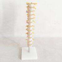 Cervical thoracic model with carotid artery model with cervical spinal cord lesion typical model skull