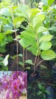 ต้นกล้าเสลา(Salao seedlings)(1ชุด3ต้น)ขนาด35ซม.