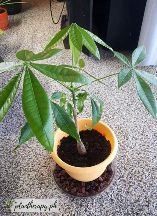 Money Tree (Pachira Aquatica - 1 Stem) - Free pot and white pebbles ...