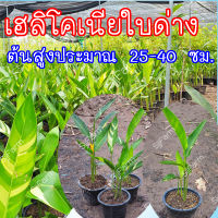 ต้นพันธุ์เฮลิโคเนียใบด่าง (Heliconia)  จำหน่ายยกกระถางพร้อมขยายหน่อ พร้อมจัดส่ง