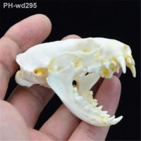 Real Mink Skull Specimen Model Collection Research Small Ornaments Home Decoration Sculpture Taxidermy