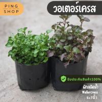 Promotion วอเตอร์เครส (Watercress) หรือ สลัดน้ำ ผักต้านมะเร็ง พร้อมส่ง พรรณ ไม้ น้ำ พรรณ ไม้ ทุก ชนิด พรรณ ไม้ น้ำ สวยงาม พรรณ ไม้ มงคล