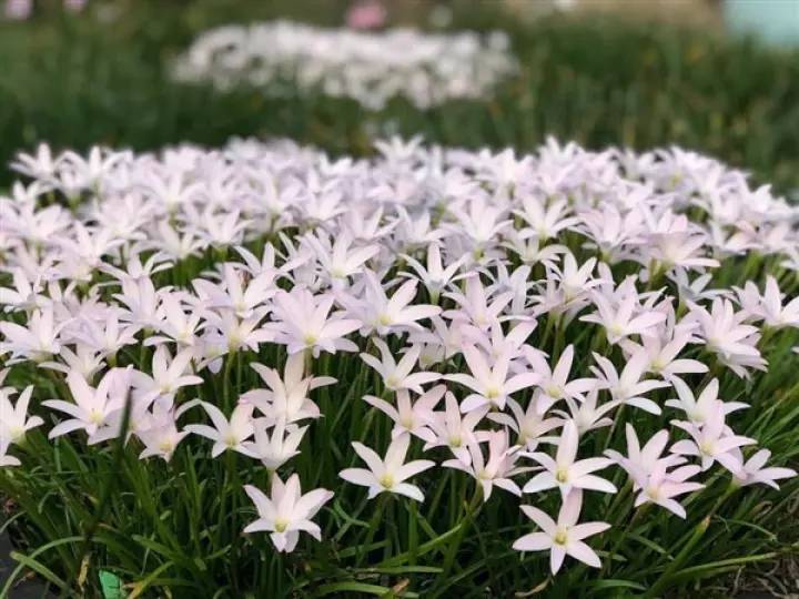 20-หัว-ดอกบัวดินสีขาว-zephyranthes-minuta-ว่านขุนแผนสะกดทัพ-เป็นพืชในวงศ์-amaryllidaceae