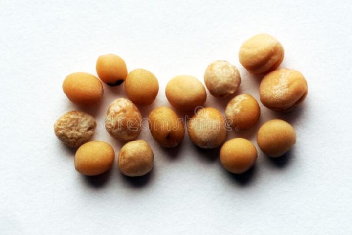 50-เมล็ดพันธุ์-วาซาบิ-wasabi-seeds-มีคู่มือพร้อมปลูก-อัตราการงอกสูง-70-80