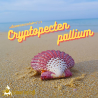 Andaman seashell เปลือกหอย เชลล์พัดราชา (Cryptopecten pallium)