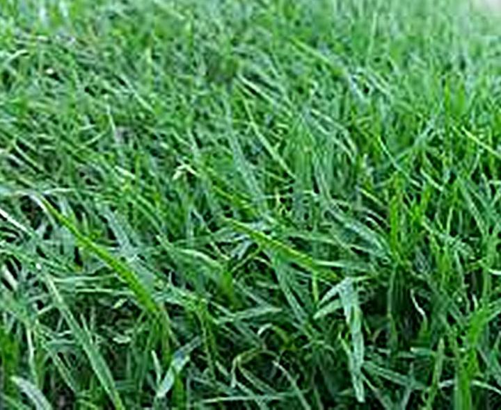 ขายส่ง-1-กิโลกรัม-เมล็ดหญ้าพาสพาลัม-paspalum-grass-หญ้าพัลธลั่ม-หญ้าปูสนาม-สนามหญ้า-หญ้าญี่ปุ่น-พืชตระกูลหญ้า-เมล็ดพันธ์หญ้า