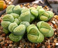 10 เมล็ด ไลทอป กระบองเพชร ไม้อวบน้ำ กุหลาบหิน แคคตัส Living Stones Lithops เมล็ดใหม่ สายพันธุ์ julii ssp. fulleri ‘Fullergreen’ C056A