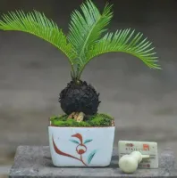 หัวหน่อ ปรงญี่ปุ่น Cycas siamensis. ขนาด 30-45 เซนติเมตร ขนาดกลาง ส่วนใหญ่จึงนิยมปลูกปรงเป็นไม้ประดับ รวมถึงนำใบไปใช้ตกแต่งในงานพิธีต่าง ๆ แต่ก็ไม่ใช่แค่นั้น เพราะเมล็ดของปรงยังนำไปสกัดเพื่อใช้เป็นแป้งสาคูทำขนมได้ด้วย