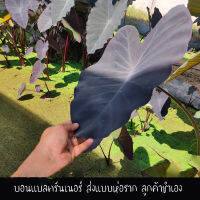 บอน บอนดำ โคโลคาเซีย แบล็ครันเนอร์ Colocasia Black Runner บอนดำขอบใบพลิ้ว ใบพริ้วหยัก สีดำกำมะหยี่ สายพันธุ์แท้100% ตัดสดทุกวัน ส่งแบบห่อราก