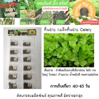 คื่นฉ่าย ขึ้นฉ่าย  Celery  ขนาด 12ห่อต่อแผง