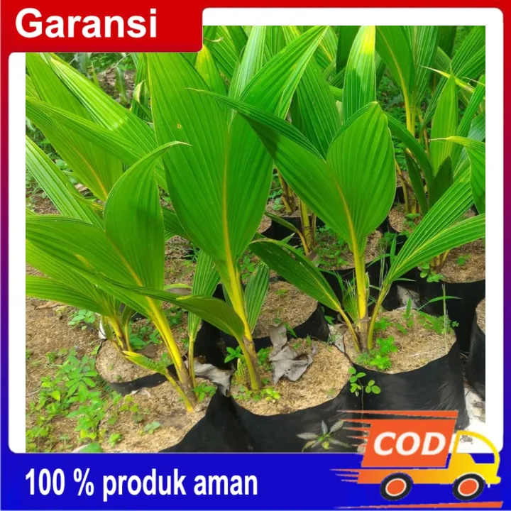 End Bibit Tunas Kelapa Kuning Lazada Indonesia