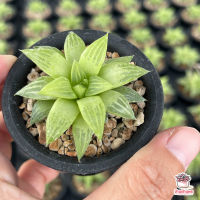 ขายดีอันดับ1 Haworthia mirabilis ฮาโวเทีย ไม้อวบน้ำ กุหลาบหิน cactus&amp;succulent คุ้มสุดสุด ต้นไม้ ฟอก อากาศ กระถาง ต้นไม้ ไม้ ประดับ ต้นไม้ ปลูก ใน บ้าน