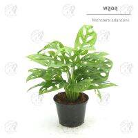 พลูฉลุ Size S-M " Monstera adansonii " กถ.4นิ้ว