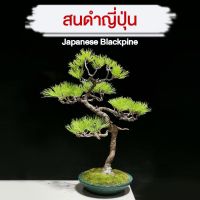 Promotion (พร้อมส่ง) สนดำญี่ปุ่น - Black Pine ระบบรากดีเยี่ยม สนญี่ปุ่น อายุ 2 ปี ม่วงเจริญ เพรมน่า เมล็ดสนดำ เมเปิ้ล สนดำ พร้อมส่ง พรรณ ไม้ น้ำ พรรณ ไม้ ทุก ชนิด พรรณ ไม้ น้ำ สวยงาม พรรณ ไม้ มงคล