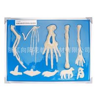 Manufacturers selling 3226 vertebrate forelimb bones model Sagittarius whale birds bats biological medical model