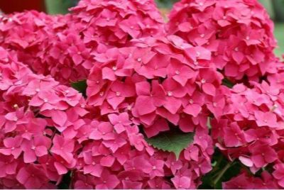 20 เมล็ด เมล็ดไฮเดรนเจีย Hydrangea Seeds สีชมพู ไฮเดรนเยียสายพันธุ์ฝรั่งเศส ของแท้ 100% อัตรางอก 70-80% มีคู่มือปลูก ปลูกในกระถางได้