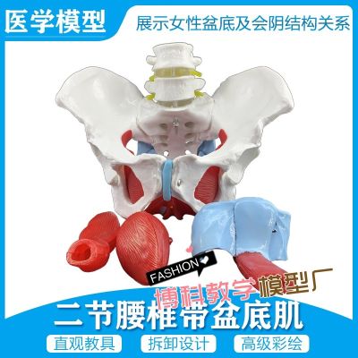 Manufacturers selling female pelvis and pelvic floor muscle model pelvis human body skeleton model femoral model