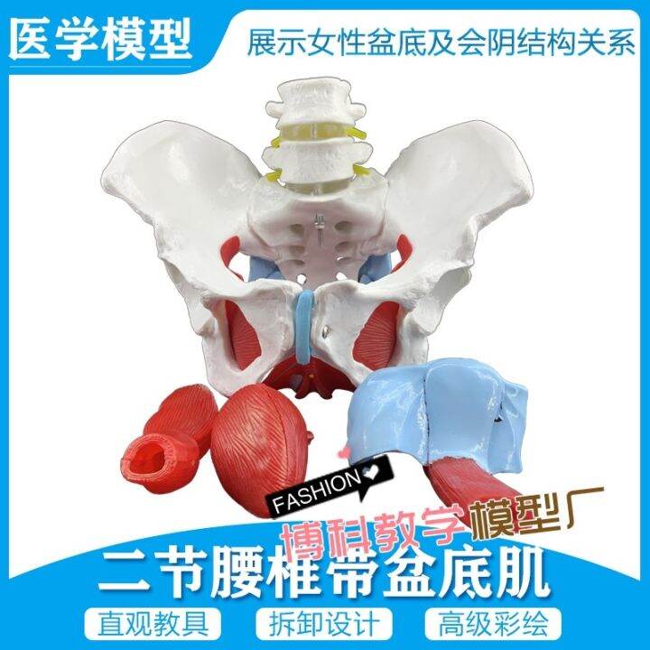 manufacturers-selling-female-pelvis-and-pelvic-floor-muscle-model-pelvis-human-body-skeleton-model-femoral-model