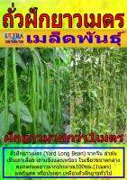 AGPS เมล็ดพันธุ์ ถั่วฝักยาวเมตร ราคาต่อ1ซอง