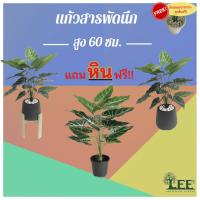 ( Pro+++ )++ ((ต้นไม้มงคล!)) ต้นแก้วสารพัดนึก สูง 60 ซม. #ต้นไม้ปลอมตกแต่งบ้าน Leeartplants (๑) ราคาดี ต้นไม้ ฟอก อากาศ กระถาง ต้นไม้ ไม้ ประดับ ต้นไม้ ปลูก ใน บ้าน