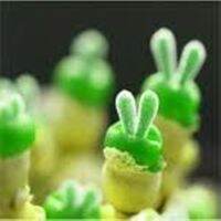 100 เมล็ด เมล็ดหูกระต่าย Monilaria Moniliforme Bunny Succulents ราคาถูก พืชอวบน้ำ Monilaria Obconica ต้นกระต่าย หูเชร็ด ไลทอป สร้อยไข่มุก เมล็ดพันธุ์นำเข้า