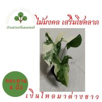 เงินไหลมาด่างขาว (2-3 ใบ) Syngonium Podophyllum  กระถาง 4 นิ้ว ไม้ประดับมงคล ใบสวยด่าง ไม้มงคล ช่วยเสริมโชคลาภ เงินทอง